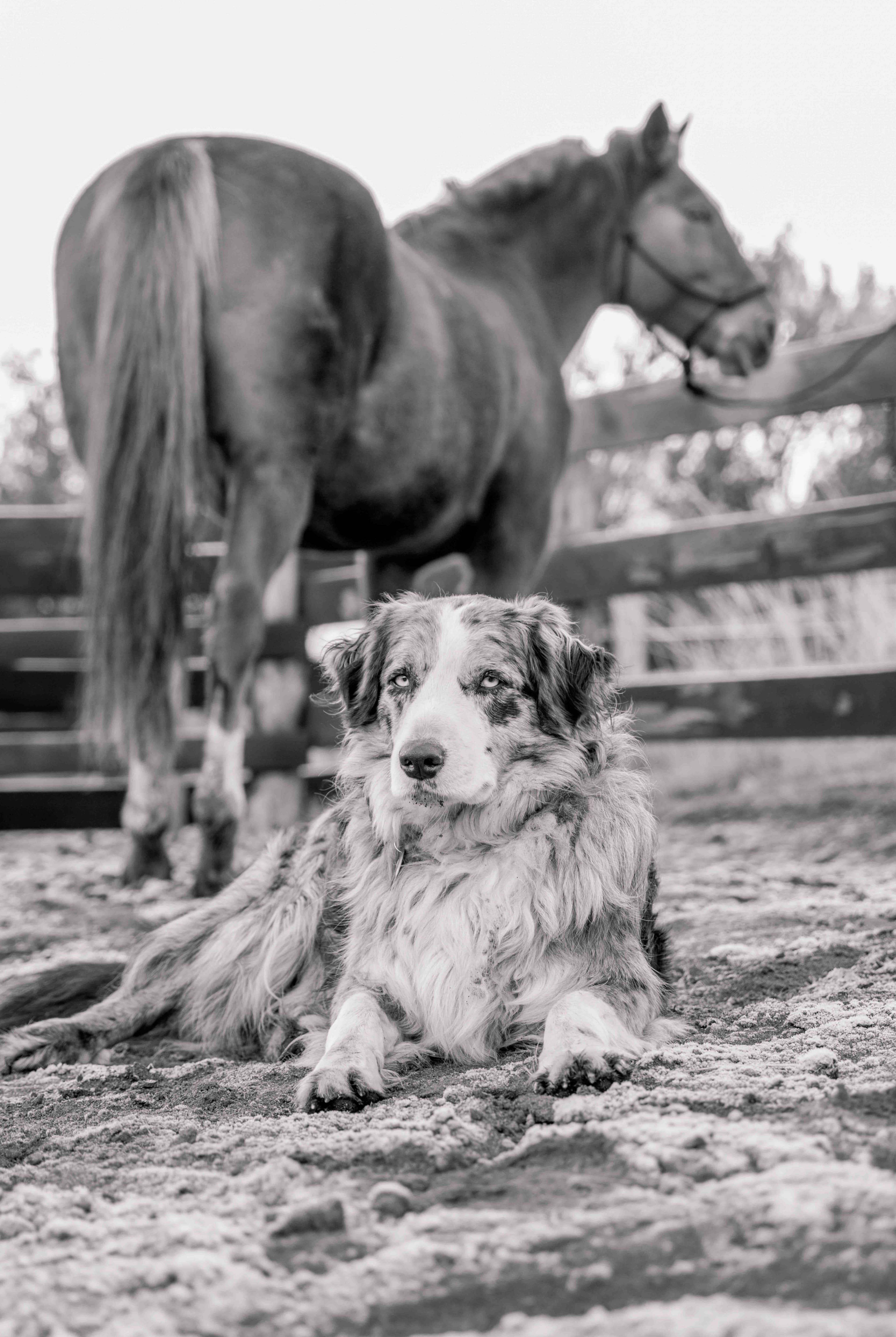 Border Collie.jpg