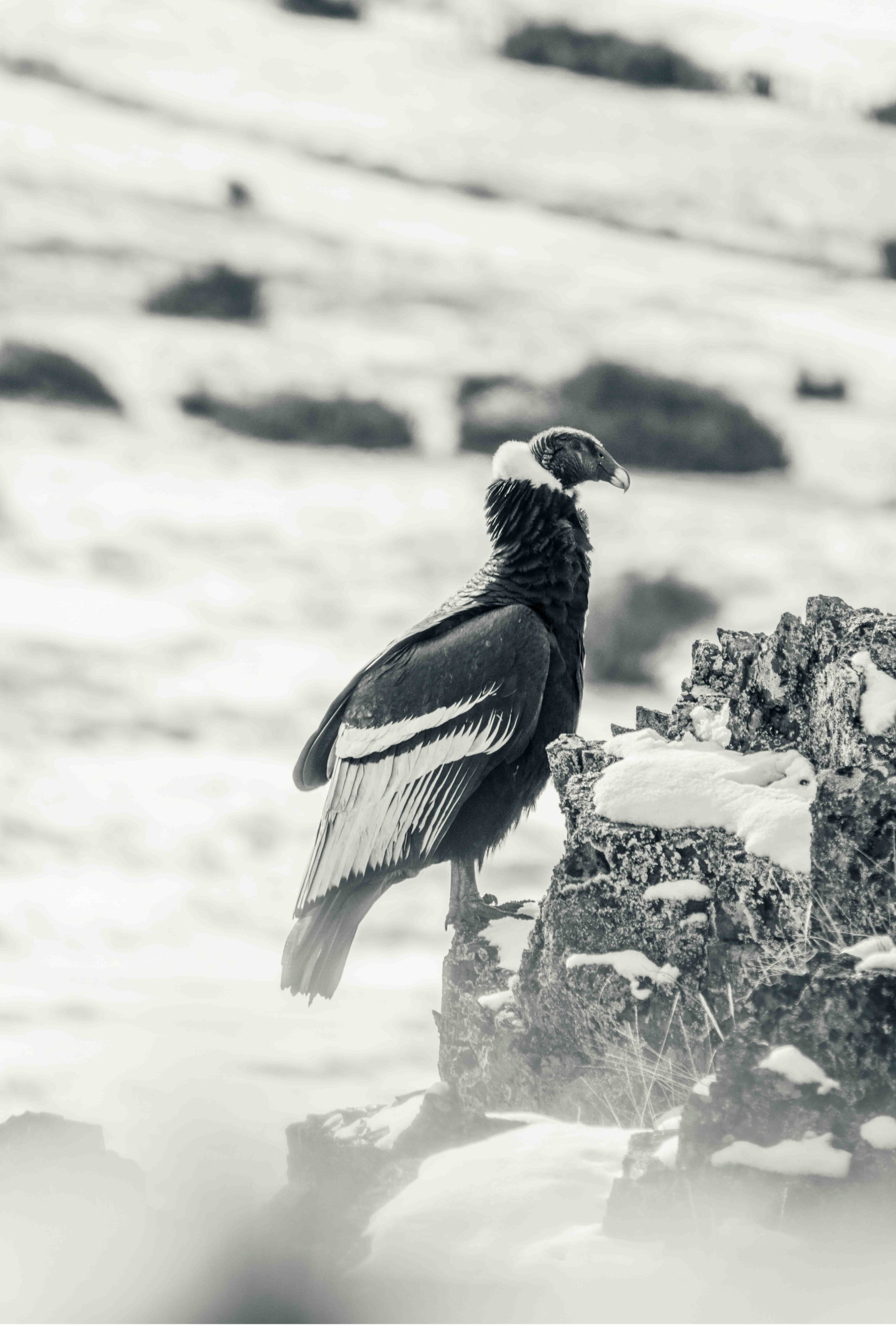 Condor descansa.jpg