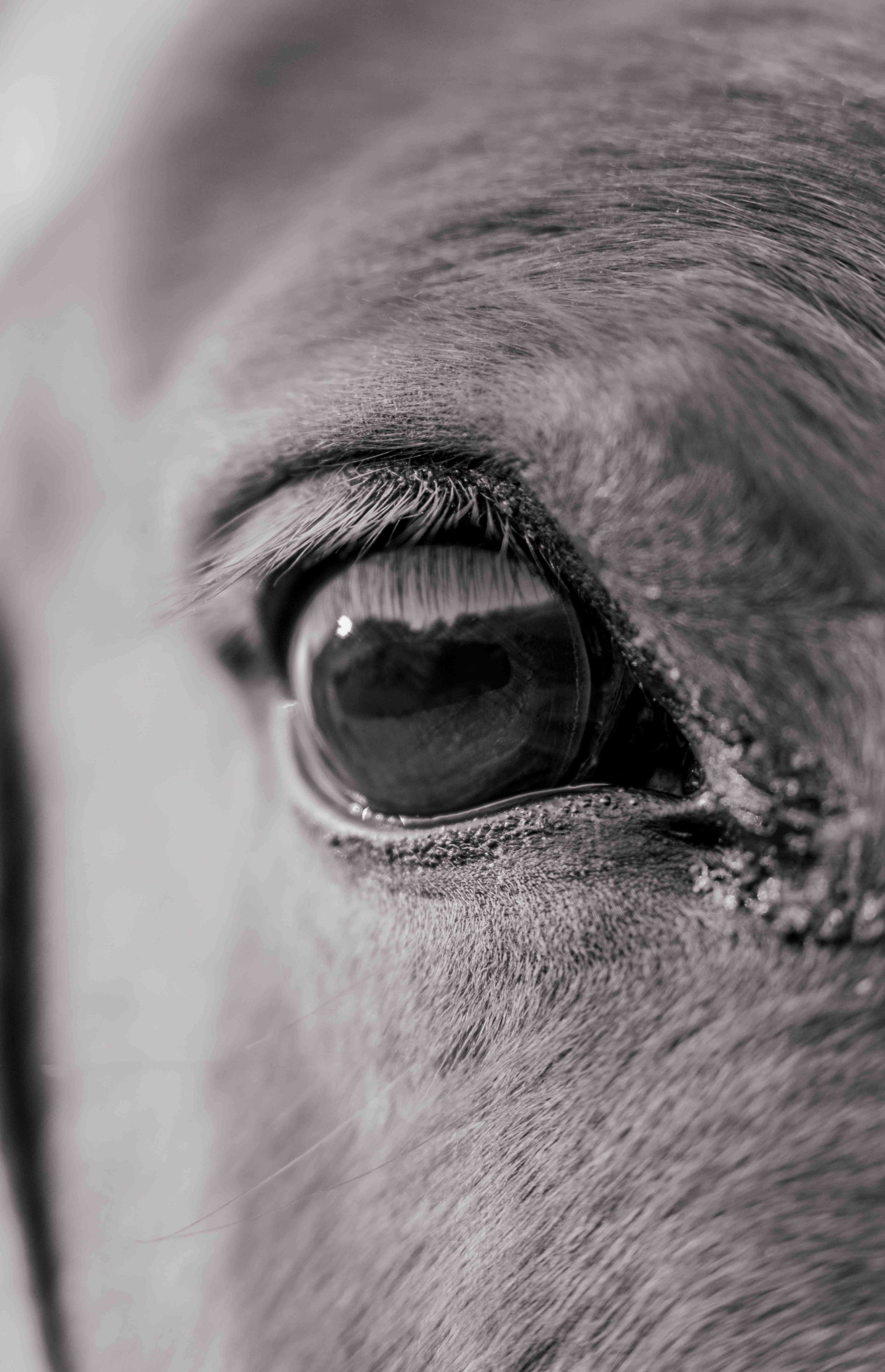 Ojos.jpg